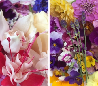 Edible flowers for July