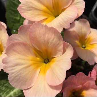Primroses