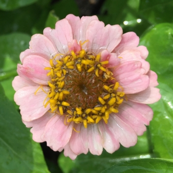 Zinnias