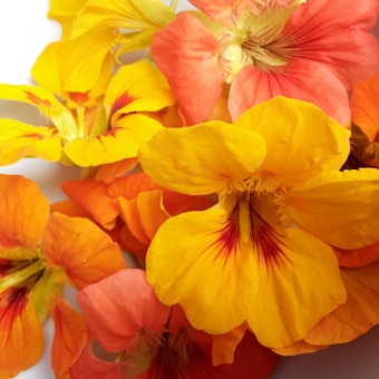 Nasturtiums