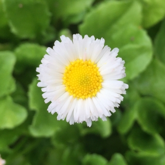 Bellis daisies