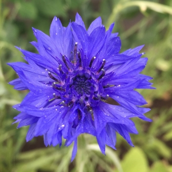 Cornflowers