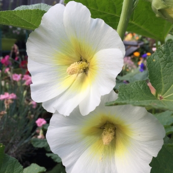 Hollyhocks