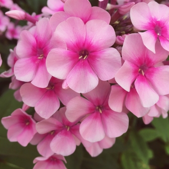 Phlox