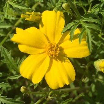 Tagetes