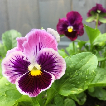 Pansies & Violas